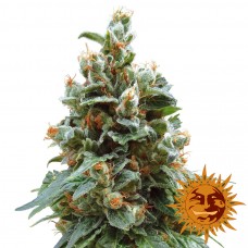 Vanilla Kush - Barney's Farm
